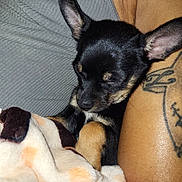Chico is registered to the contest to win money with this photo: arm, black, blanket, closeup, cozy, cute, dog, ears, fur, indoor, peaceful, pet, puppy, resting, sleeping, small, snout, soft, tan, tattoo