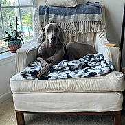 Storm is registered to the contest to win money with this photo: dog, armchair, blanket, pillow, window, plant, indoor, carpet, furniture, natural_light, gray_dog, relaxed, cozy, living_room, home_interior, decor, resting, canine, pet, calm