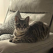 Derpy a rejoint le concours — aidez-le/la à gagner de superbes lots ! animal, cat, comfort, couch, cozy, cute, ears, feline, fur, home, indoors, pet, pillow, relaxed, resting, sitting, sofa, striped, tabby, whiskers