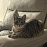 animal, cat, comfort, couch, cozy, cute, ears, feline, fur, home, indoors, pet, pillow, relaxed, resting, sitting, sofa, striped, tabby, whiskers