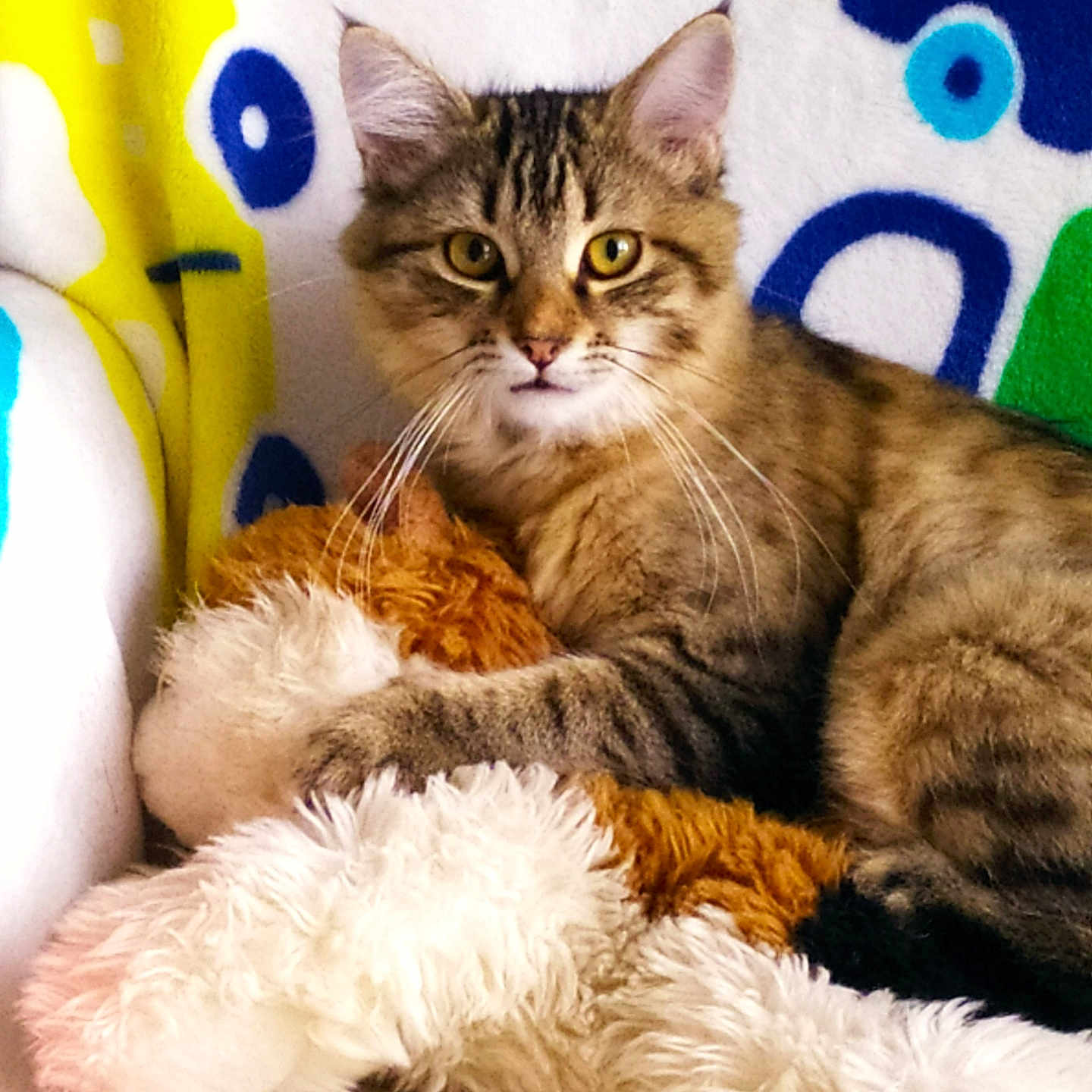Bella a rejoint le concours — aidez-le/la à gagner de superbes lots ! abyssinian, angora, animal, blanket, canine, cat, couch, cushion, dog, face, furniture, head, homedecor, kitten, manx, person, pet, photography, siamese, sleeping