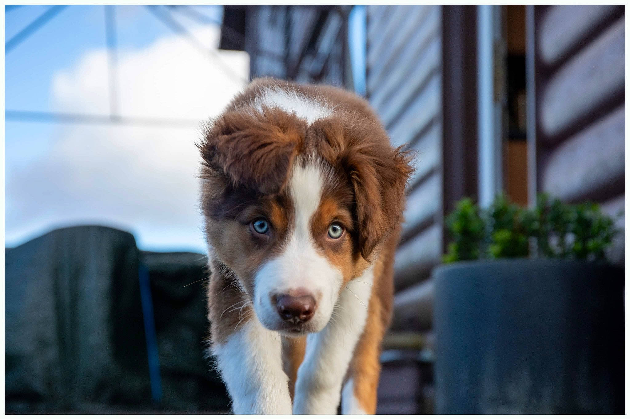 Cooper joined the competition — help win amazing prizes! australian_shepherd, border_collie, canidae, carnivore, companion_dog, dog, dog_breed, fur, herding_dog, liver, plant, puppy, rectangle, snout, sporting_group, terrestrial_animal, toy_dog, whiskers, working_animal, working_dog