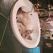 Utah a rejoint le concours — aidez-le/la à gagner de superbes lots ! bowl, carnivore, cat, ceramic, dishware, domestic_short_haired_cat, drinkware, felidae, flooring, plate, plumbing, plumbing_fixture, porcelain, room, serveware, sink, small_to_medium_sized_cats, tableware, tail, whiskers