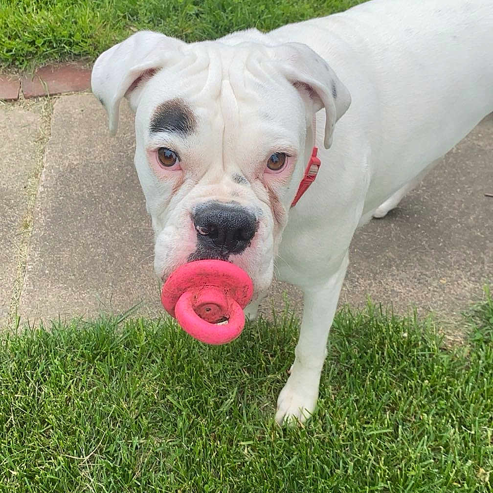 Stormy joined the competition — help win amazing prizes! animal, ball, boxer, bulldog, canine, dog, face, grass, head, lawn, person, pet, photography, plant, portrait, puppy, sport, tennis, tennisball, whitedog