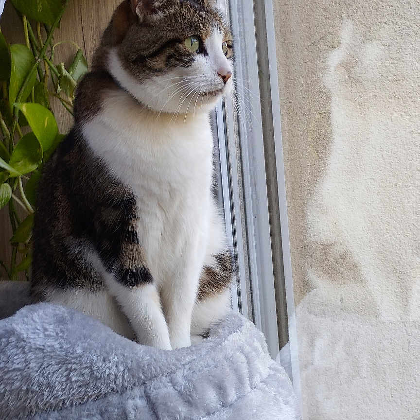 Crochette participe au concours pour gagner de l'argent avec cette photo : animal, cat, cat_tree, cozy, curious, domestic, feline, fur, green_leaves, houseplant, indoor, looking_outside, mouse_toy, pet, plush, reflection, sitting, tabby, white_fur, window