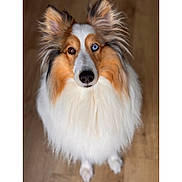 Néo a rejoint le concours — aidez-le/la à gagner de superbes lots ! dog, fluffy, heterochromia, blue_eye, brown_eye, long_fur, pet, canine, looking_up, portrait, indoors, wooden_floor, close_up, animal, cute, friendly, ears_up, white_fur, brown_fur, soft_light