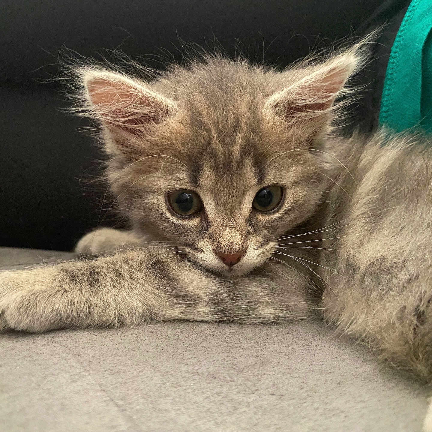 Rougaille a rejoint le concours — aidez-le/la à gagner de superbes lots ! alert, animal, cat, closeup, cozy, curious, cute, ears, feline, fluffy, gray_fur, indoor, kitten, lying_down, pet, portrait, resting, soft_surface, whiskers, young