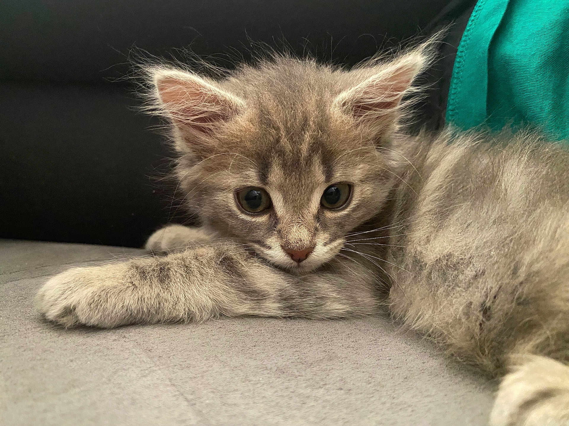 Rougaille a rejoint le concours — aidez-le/la à gagner de superbes lots ! alert, animal, cat, closeup, cozy, curious, cute, ears, feline, fluffy, gray_fur, indoor, kitten, lying_down, pet, portrait, resting, soft_surface, whiskers, young