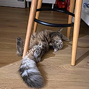 Rougaille a rejoint le concours — aidez-le/la à gagner de superbes lots ! animal, cat, cozy, curious, domestic_cat, ears, floor, fluffy, furniture, gray, home, indoor, pet, playful, relaxed, tail, whiskers, wide_eyes, wood_floor, wooden_stool