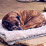dog, sleeping, brindle, outdoor, concrete, rug, fabric, resting, pet, quiet, calm, curled_up, brown, fur, texture, relaxation, peaceful, animal, companion, nap