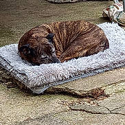 Perle participe au concours pour gagner de l'argent avec cette photo : dog, sleeping, mat, outdoor, concrete, fabric, metal_frame, brindle, resting, pet, quiet, cozy, calm, animal, curled_up, floor, texture, daylight, relaxation, peaceful