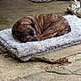 dog, sleeping, mat, outdoor, concrete, fabric, metal_frame, brindle, resting, pet, quiet, cozy, calm, animal, curled_up, floor, texture, daylight, relaxation, peaceful