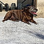 dog, brindle, outdoor, sunlight, rug, fluffy, weights, exercise_equipment, wall, crack, happy, smiling, pet, canine, resting, shadow, concrete, sidewalk, relaxed, tongue_out