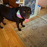 Duke is registered to the contest to win money with this photo: dog, black_dog, bandana, tongue_out, wooden_floor, rug, indoor, home, furniture, dresser, air_purifier, pet, animal, happy, standing, colorful, pattern, floor, interior, domestic