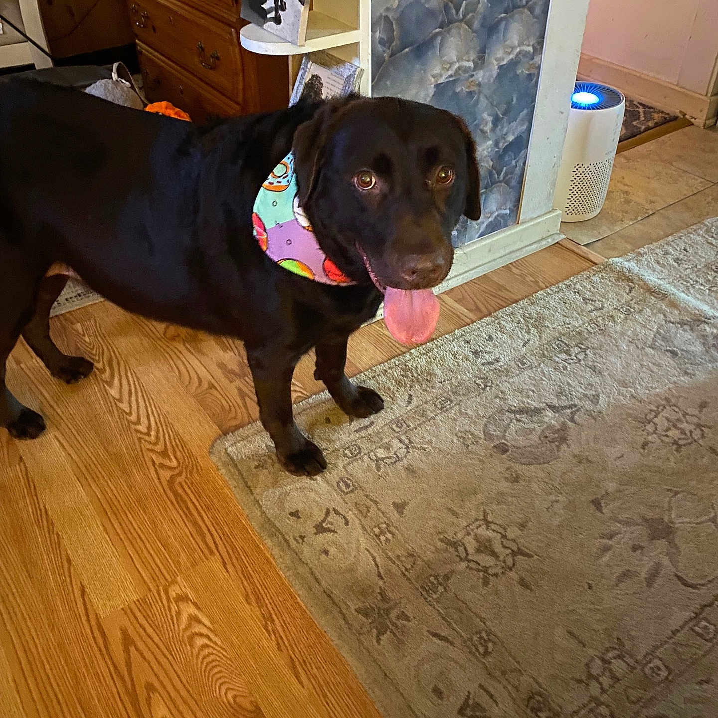 Duke is registered to the contest to win money with this photo: air_purifier, animal, bandana, black_dog, colorful, dog, domestic, dresser, floor, furniture, happy, home, indoor, interior, pattern, pet, rug, standing, tongue_out, wooden_floor