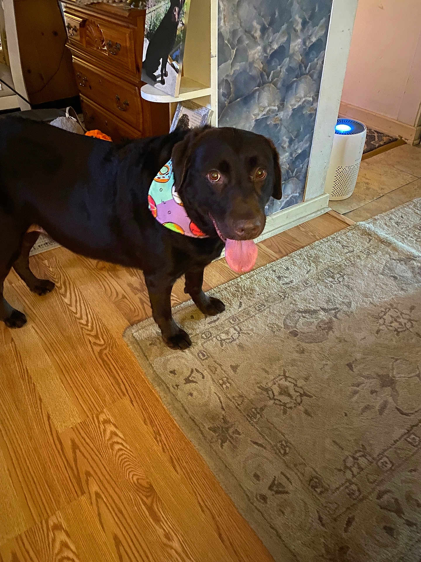 Duke is registered to the contest to win money with this photo: dog, black_dog, bandana, tongue_out, wooden_floor, rug, indoor, home, furniture, dresser, air_purifier, pet, animal, happy, standing, colorful, pattern, floor, interior, domestic