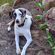 Delilah Pearl joined the competition — help win amazing prizes! dog, blue_eyes, white_fur, spotted_fur, pink_nose, muddy_paws, tulips, purple_flowers, garden, rocks, dirt, sand, collar, outdoor, pet, portrait, laying_down, close_up, nature, curious