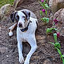 dog, blue_eyes, white_fur, spotted_fur, pink_nose, muddy_paws, tulips, purple_flowers, garden, rocks, dirt, sand, collar, outdoor, pet, portrait, laying_down, close_up, nature, curious