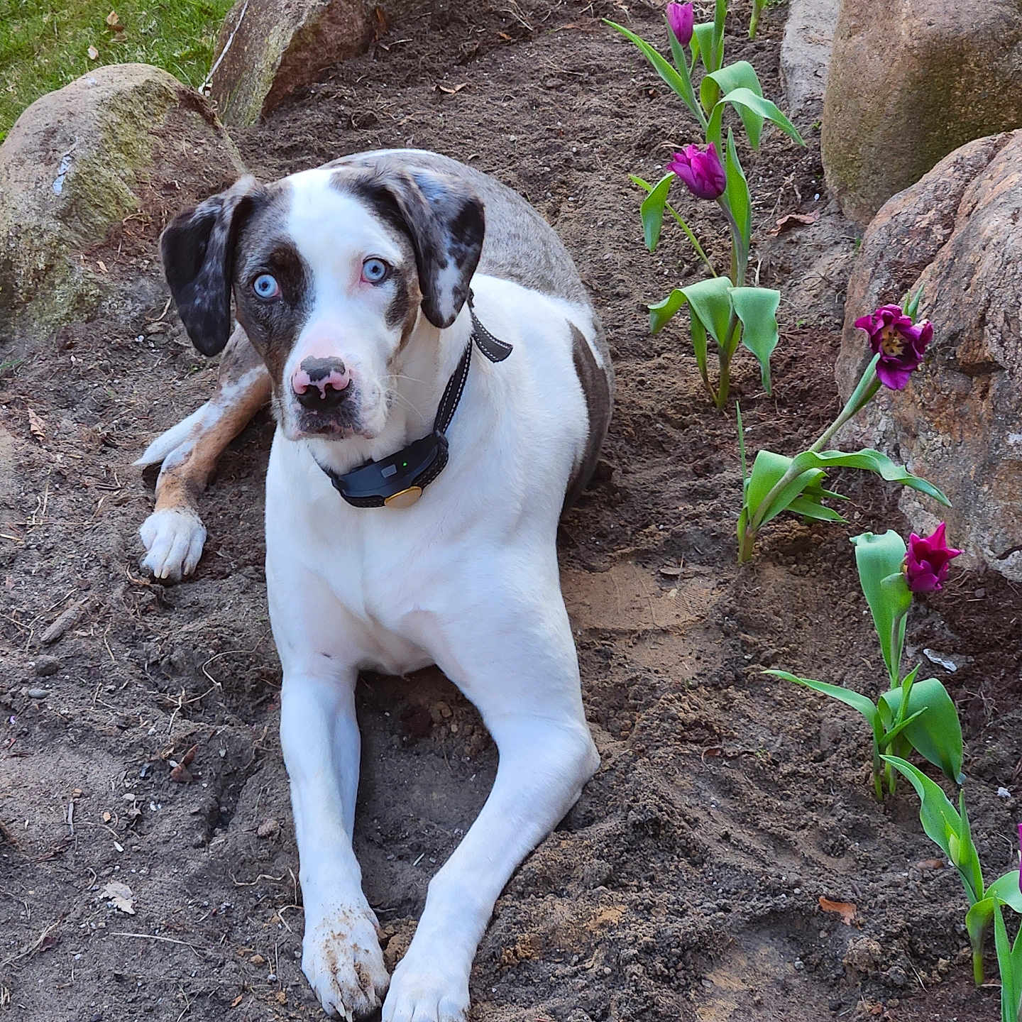 Delilah Pearl joined the competition — help win amazing prizes! blue_eyes, close_up, collar, curious, dirt, dog, garden, laying_down, muddy_paws, nature, outdoor, pet, pink_nose, portrait, purple_flowers, rocks, sand, spotted_fur, tulips, white_fur