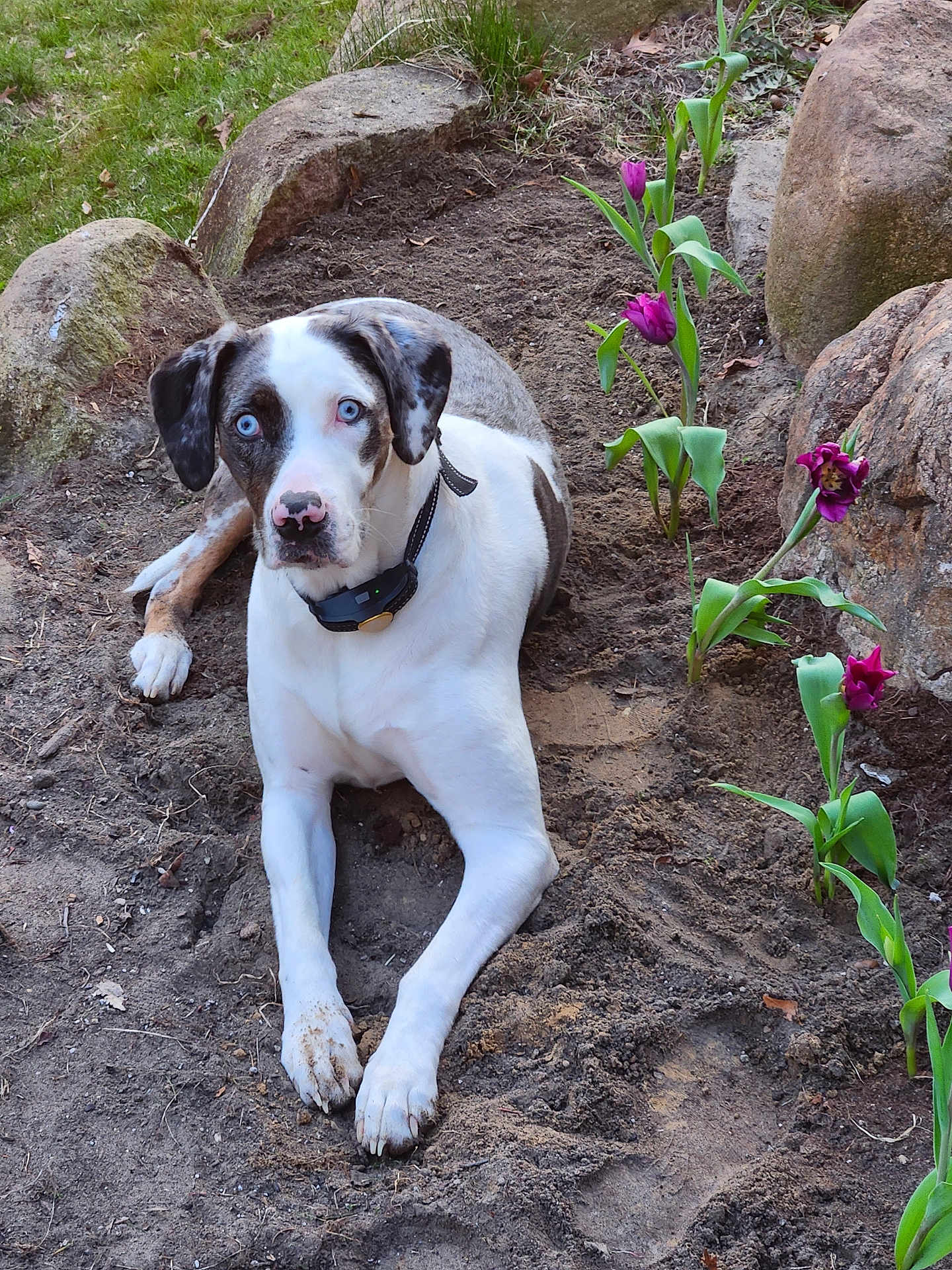Delilah Pearl joined the competition — help win amazing prizes! dog, blue_eyes, white_fur, spotted_fur, pink_nose, muddy_paws, tulips, purple_flowers, garden, rocks, dirt, sand, collar, outdoor, pet, portrait, laying_down, close_up, nature, curious