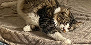 Raoul participe au concours pour gagner de l'argent avec cette photo : cat, tabby, sleeping, bed, blanket, indoor, cozy, resting, feline, fur, whiskers, paw, striped, domestic_animal, cute, pet, relaxation, home, soft, comfort