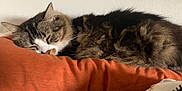 Raoul participe au concours pour gagner de l'argent avec cette photo : animal, calm, cat, close_up, cozy, cute, domestic_cat, feline, fluffy, fur, home, indoor, orange_pillow, pet, pillow, relaxation, resting, sleeping, tabby_cat, whiskers