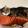 Raoul participe au concours pour gagner de l'argent avec cette photo : cat, tabby_cat, sleeping, pillow, orange_pillow, fur, pet, domestic_cat, indoor, resting, cute, fluffy, whiskers, close_up, animal, cozy, relaxation, home, calm, feline