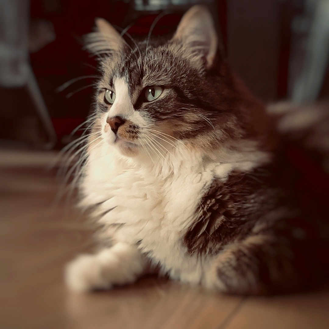 Raoul a rejoint le concours — aidez-le/la à gagner de superbes lots ! animal, background_blur, calm, cat, close_up, cute, domestic_cat, feline, fluffy, green_eyes, indoor, pet, portrait, relaxed, sitting, soft_light, tabby, whiskers, white_fur, wooden_floor