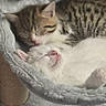 Bella participe au concours pour gagner de l'argent avec cette photo : kittens, cats, sleeping, cuddling, pet_bed, furry, tabby, white_cat, kitten, adorable, indoors, cozy, nap, resting, animal, whiskers, pink_nose, soft_blanket, scratching_post, close_up
