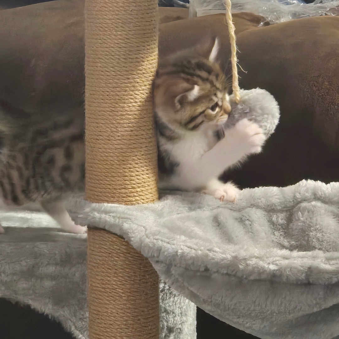 Bella participe au concours pour gagner de l'argent avec cette photo : cat, kitten, tabby, fluffy, pet, animal, cat_tree, scratching_post, rope, playing, climbing, hanging, paws, fur, striped, indoors, furniture, cozy, cute, acrobat