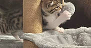 Bella participe au concours pour gagner de l'argent avec cette photo : cat, kitten, tabby, fluffy, fur, pet, animal, cat_tree, scratching_post, toy, playing, climbing, sitting, indoors, furniture, cozy, gray, brown, white, cute