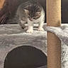 Bella participe au concours pour gagner de l'argent avec cette photo : cat, kitten, animal, fluffy, fur, tabby, white_paws, blue_eyes, cat_tree, scratching_post, pet_furniture, indoors, home, couch, blanket, tunnel, platform, standing, cute, portrait