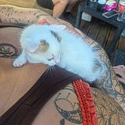 Bounty a rejoint le concours — aidez-le/la à gagner de superbes lots ! kitten, cat, sleeping, white_fur, orange_patches, pet, animal, cuddling, lap, tattoos, person, indoor, home, coffee_table, drinks, furniture, closeup, cozy, relaxed, candid