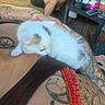 kitten, cat, sleeping, white_fur, orange_patches, pet, animal, cuddling, lap, tattoos, person, indoor, home, coffee_table, drinks, furniture, closeup, cozy, relaxed, candid