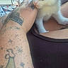 kitten, cat, white_cat, ginger_cat, animal, pet, child, smiling, person, tattoo, arm, shoulder, outdoor, portrait, close_up, furry, cute, young_animal, smartphone_screenshot, daylight