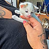 kitten, cat, white_cat, second_cat, animal, pet, fur, blue_eyes, outdoor, patio, human_hand, finger, tattoos, pink_nails, black_clothing, fan, folding_chair, vacuum_cleaner, wooden_floor, playful