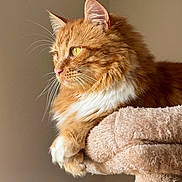 Goupix participe au concours pour gagner de l'argent avec cette photo : cat, orange_cat, white_fur, fluffy, cat_tree, pet, indoor, animal, feline, close_up, portrait, resting, whiskers, ears, yellow_eyes, soft_light, cozy, side_view, domestic_cat, fur
