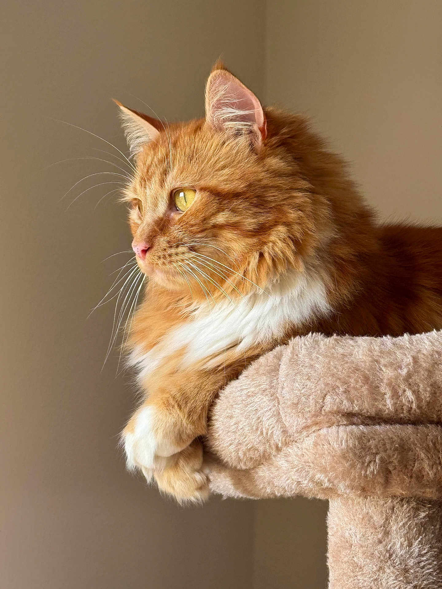 Goupix participe au concours pour gagner de l'argent avec cette photo : cat, orange_cat, white_fur, fluffy, cat_tree, pet, indoor, animal, feline, close_up, portrait, resting, whiskers, ears, yellow_eyes, soft_light, cozy, side_view, domestic_cat, fur
