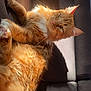 Goupix participe au concours pour gagner de l'argent avec cette photo : cat, orange_cat, fluffy, pet, indoor, couch, sunlight, relaxed, feline, fur, whiskers, paw, cozy, resting, domestic_animal, animal, portrait, mammal, cute, sleepy