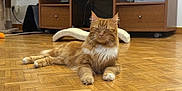 Goupix participe au concours pour gagner de l'argent avec cette photo : cat, orange_cat, white_fur, fluffy, pet, indoor, wooden_floor, parquet, furniture, cat_tree, relaxed, lying_down, cozy, home, domestic_cat, animal, cute, whiskers, paws, sleepy