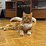 cat, orange_cat, white_fur, fluffy, pet, indoor, wooden_floor, parquet, furniture, cat_tree, relaxed, lying_down, cozy, home, domestic_cat, animal, cute, whiskers, paws, sleepy
