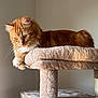 Goupix participe au concours pour gagner de l'argent avec cette photo : cat, orange_cat, fluffy_fur, cat_tree, pet, indoor, feline, resting, animal, whiskers, ears, paws, soft_light, beige, carpeted, portrait, side_view, calm, cute, domestic_animal