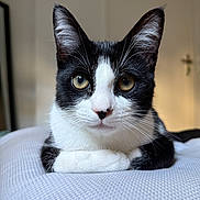 June participe au concours pour gagner de l'argent avec cette photo : animal, background_blur, black_and_white, calm, cat, close_up, curious, domestic_cat, ears, face, feline, golden_eyes, indoor, pet, portrait, resting, soft_light, texture, whiskers, white_surface