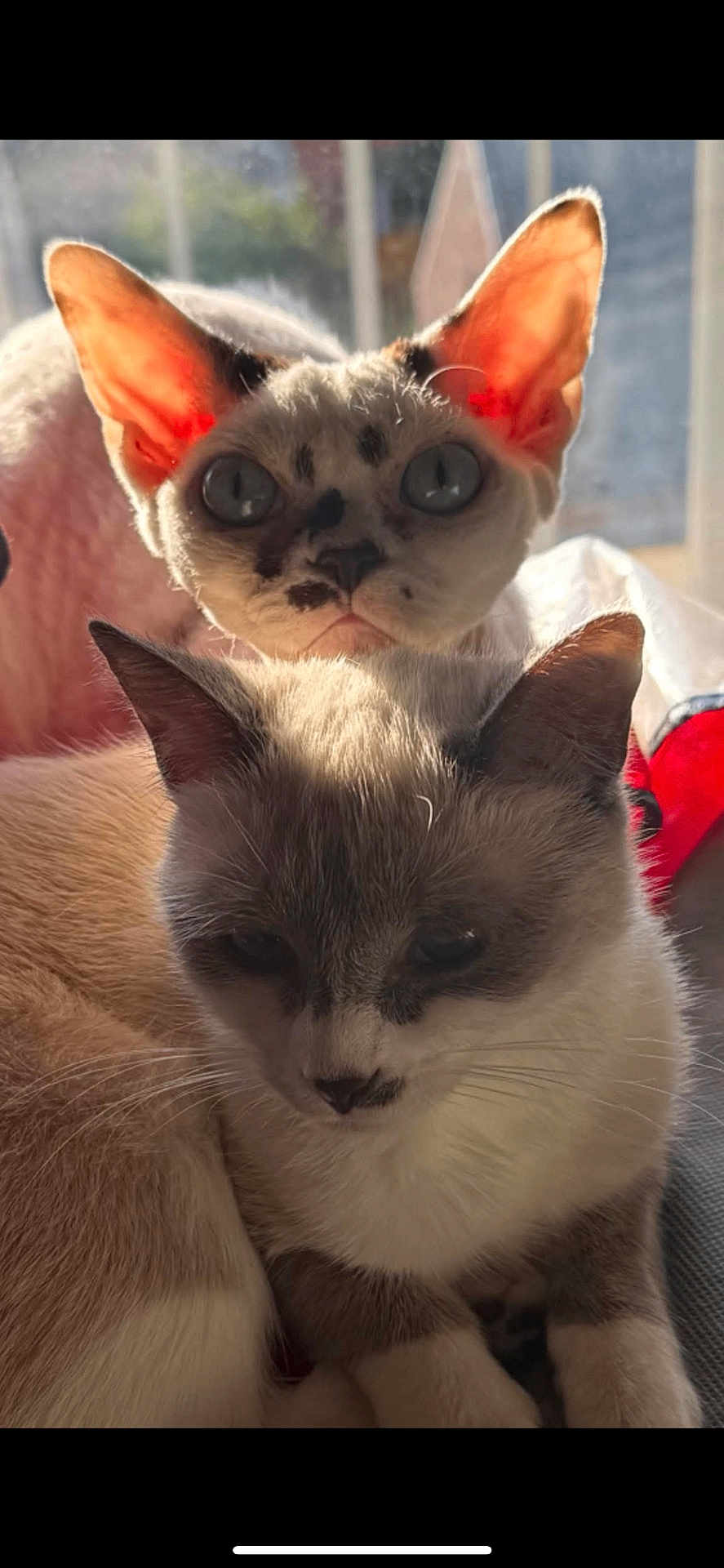 Deha Et Yakos