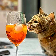 Clotilde participe au concours pour gagner de l'argent avec cette photo : cat, tabby, tongue, glass, drink, orange, ice, table, tray, indoor, curious, pet, animal, beverage, closeup, domestic, feline, whiskers, collar, background_blur