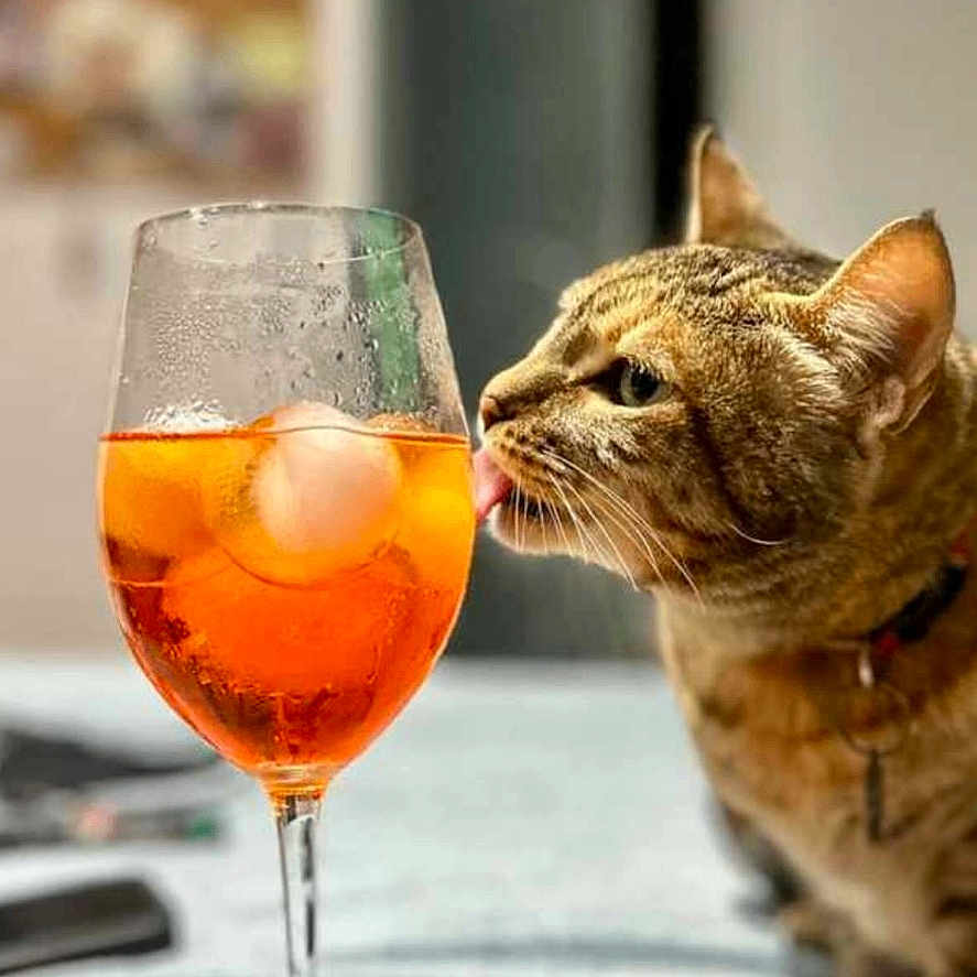 Clotilde participe au concours pour gagner de l'argent avec cette photo : animal, background_blur, beverage, cat, closeup, collar, curious, domestic, drink, feline, glass, ice, indoor, orange, pet, tabby, table, tongue, tray, whiskers