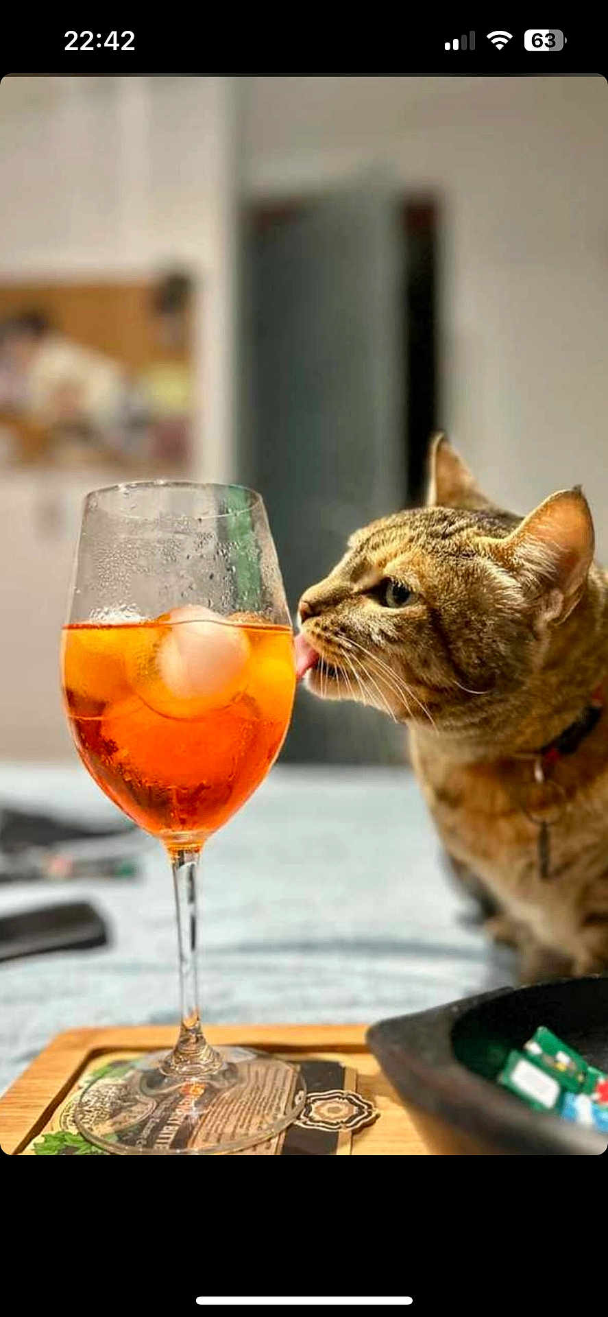Clotilde participe au concours pour gagner de l'argent avec cette photo : cat, tabby, tongue, glass, drink, orange, ice, table, tray, indoor, curious, pet, animal, beverage, closeup, domestic, feline, whiskers, collar, background_blur