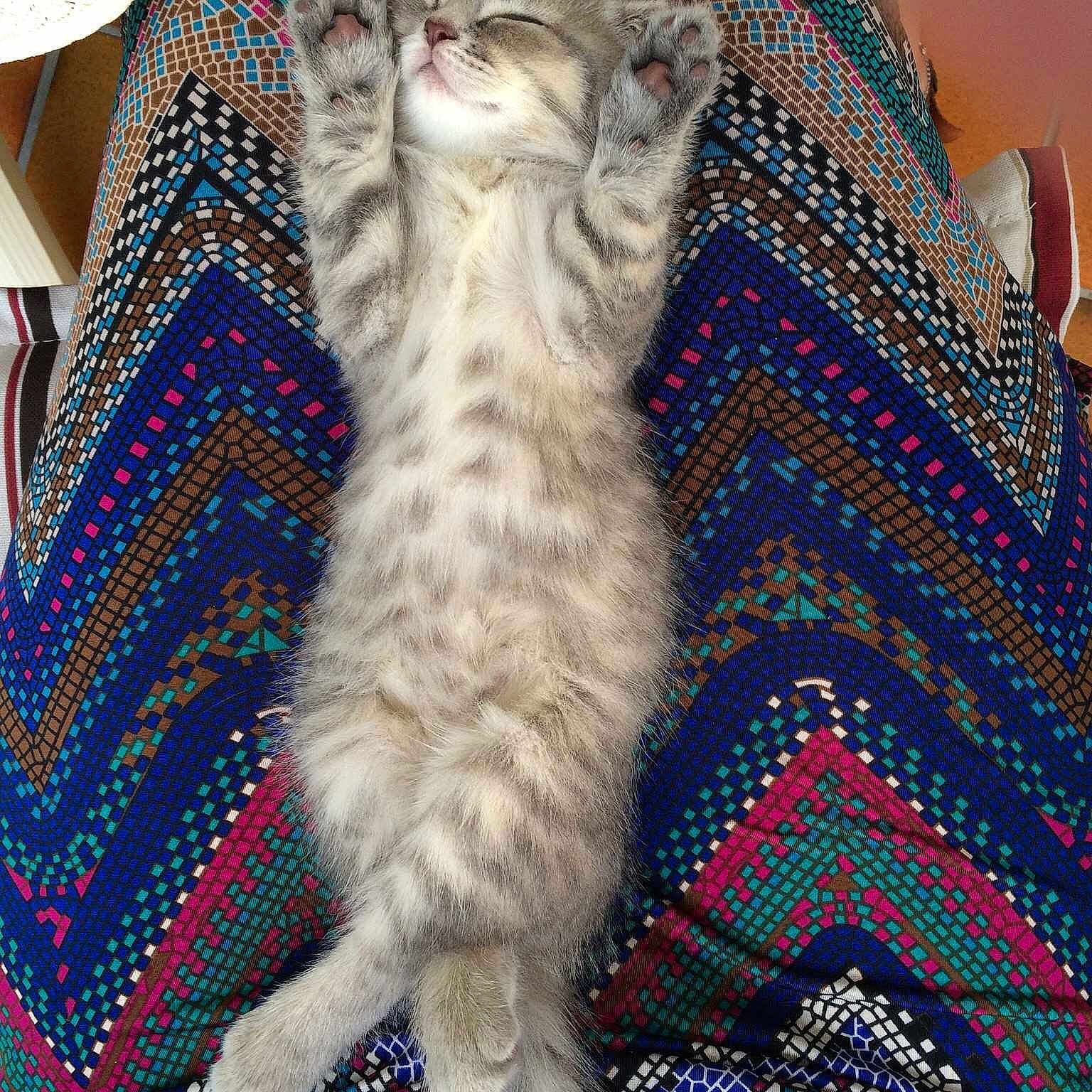 Fifi