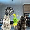 appliance, cat, cats, clock, countertop, daffodils, domestic_cat, feline, flower_vase, fluffy_cat, home, indoor, kitchen, modern_interior, pet, plant, potted_plant, sitting, wooden_cabinet, world_map