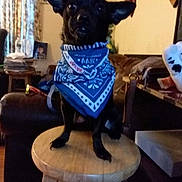 Midnight is registered to the contest to win money with this photo: animal, bandana, black_dog, curtains, cushion, decor, dog, ears, furniture, home, indoor, living_room, pet, photograph, portrait, small_dog, sofa, stool, table, wood